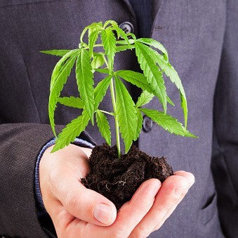 cannabis.business
