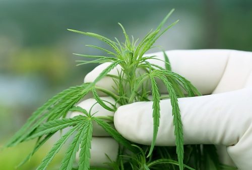 pot industry cannabis marijuana