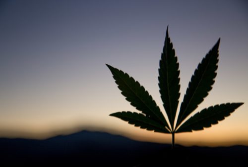 cannabis farm,cannabis stocks weed pot stocks